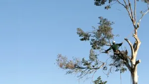 Anderson crew member clearing branches high in a tree