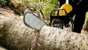 An Anderson chainsaw cutting through a felled trunk