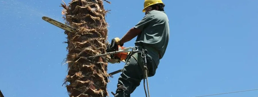 Anderson crew member cutting through a palm trunk with a chainsaw