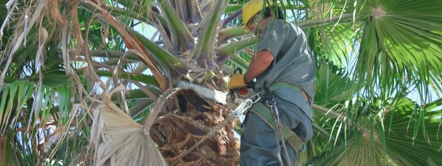 Anderson crew member pruning a palm with a chainsaw, roped in